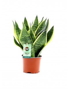 Baby Sansevieria trifasciata v.12