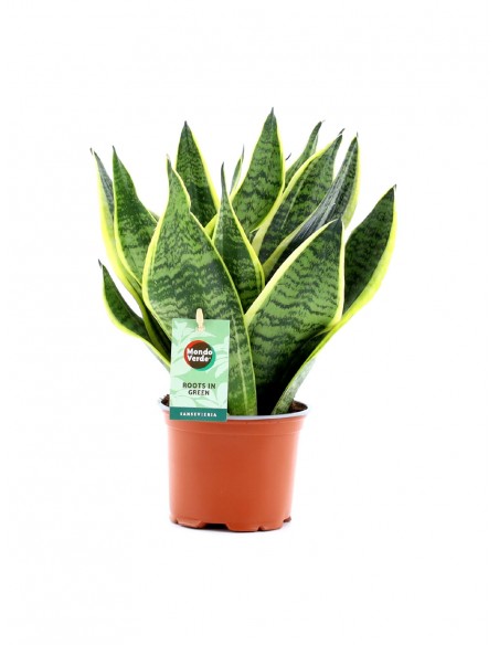 Baby Sansevieria trifasciata v.12