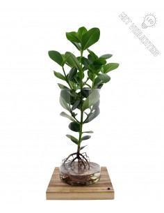 Clusia Princess in Idroponica L| base legno led