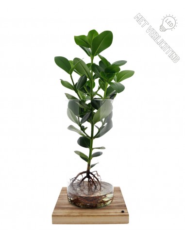 Clusia Princess in Idroponica L| base legno led
