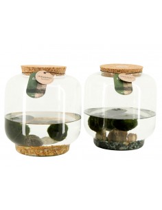 Marimo alga palla