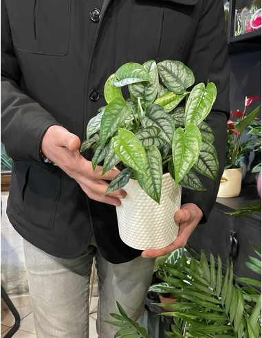 Monstera siltepecana