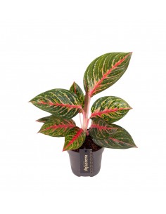 Aglaonema Olive Red