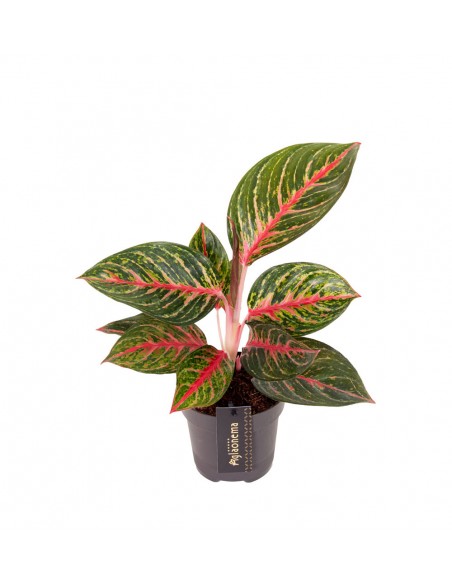 Aglaonema other Olive Red