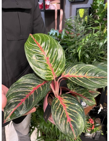 Aglaonema other Olive Red