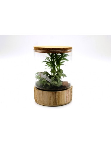 Terrarium bamboo