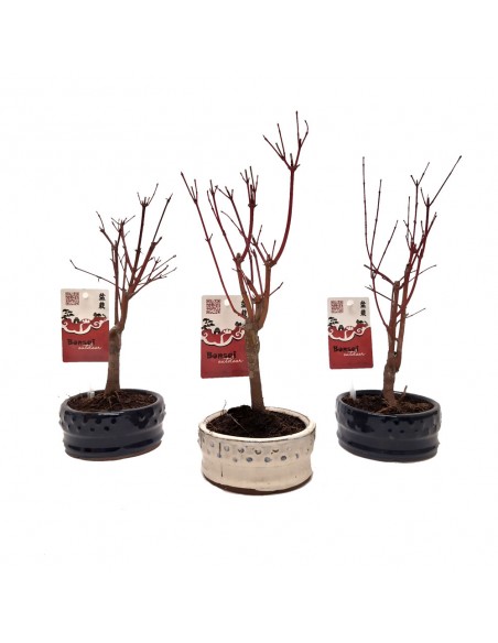 Acero Bonsai