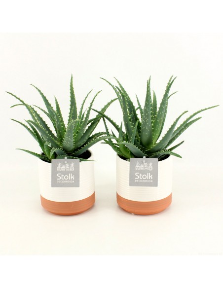 Pianta Aloe Arborescens