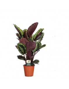 CALATHEA Medallion