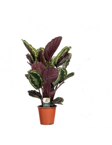 CALATHEA MEDIALLON