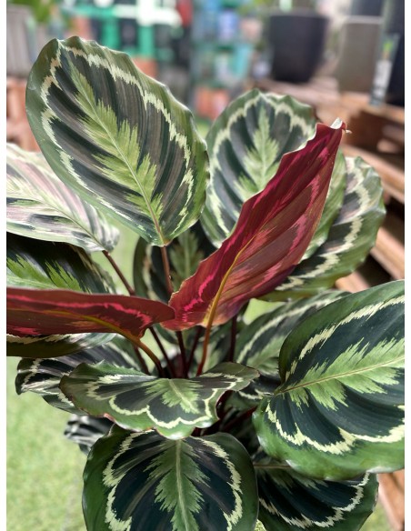 CALATHEA Medallion