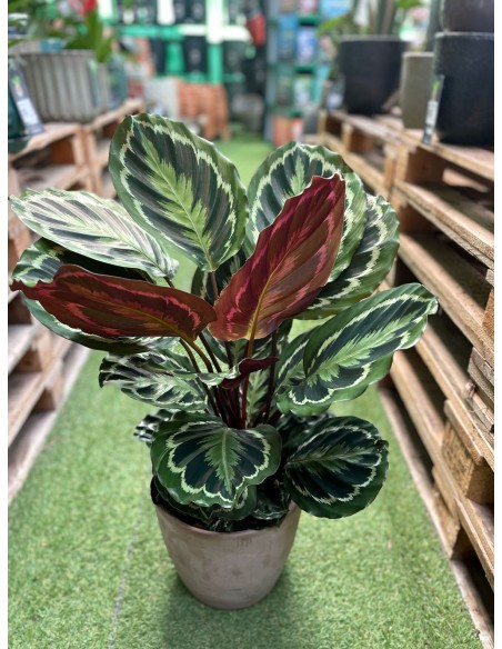 CALATHEA Medallion