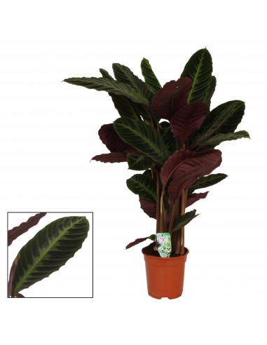 Calathea warscewiczii