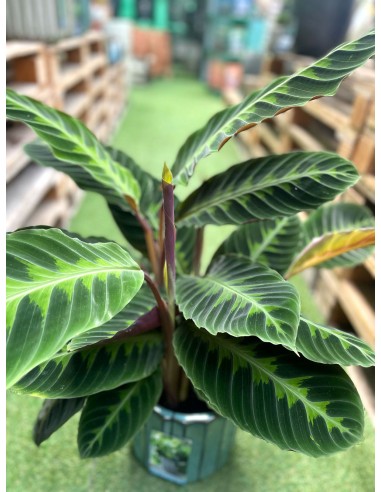 Calathea warscewiczii