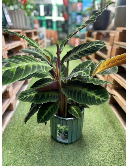 Calathea warscewiczii