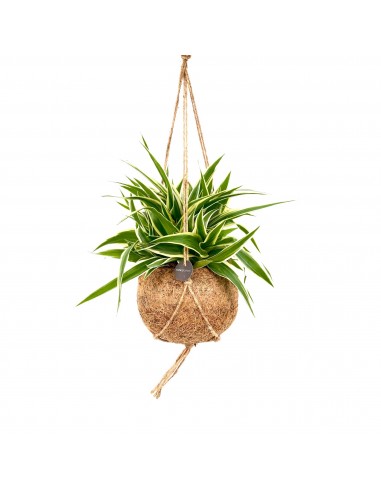 Chlorophytum comosum o Falangio