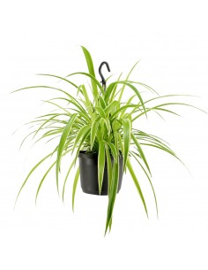 Falangio o Nastrino o Pianta ragno | Chlorophytum comosum