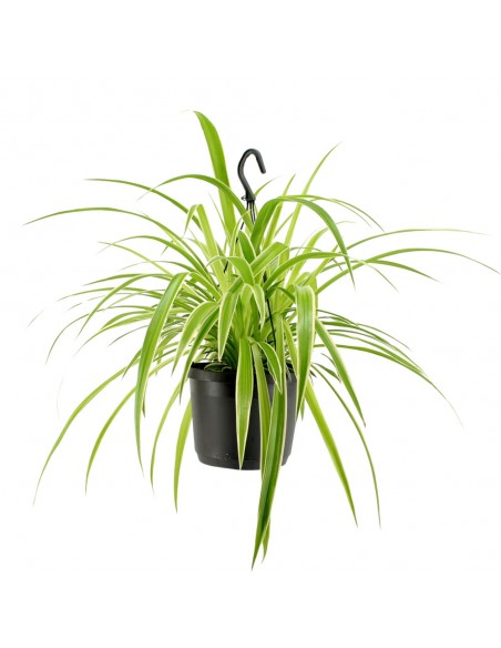 Falangio o Nastrino o Pianta ragno | Chlorophytum comosum