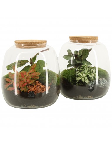 Terrarium Eden