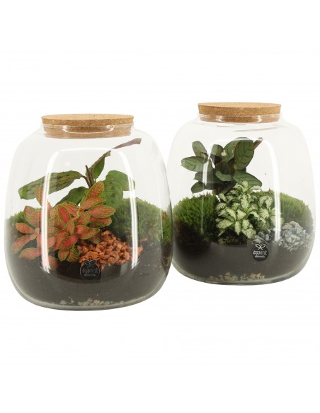 Terrarium Eden