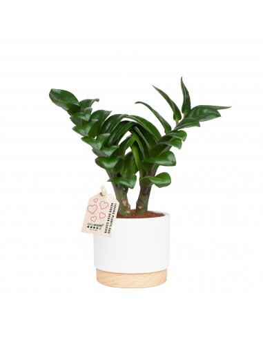 Zamiifolia Zenzi