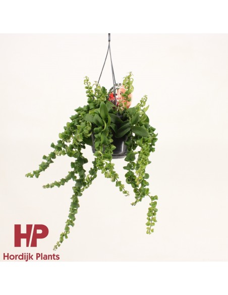 Aeschynanthus Rasta