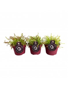 Drosera Capensis