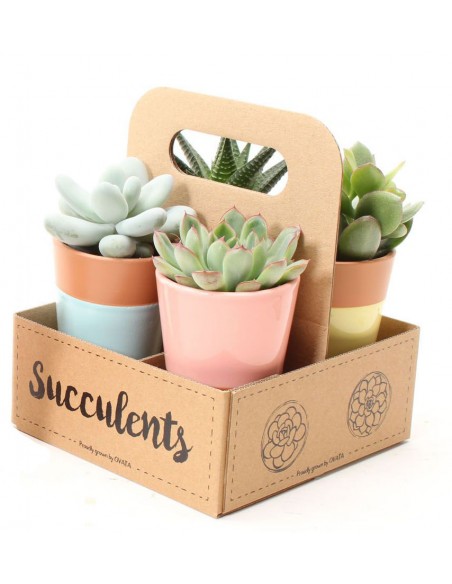 Box Piante succulente in vaso decor