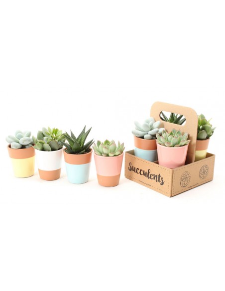 Box Piante succulente in vaso decor
