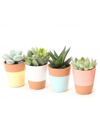 Box Piante succulente in vaso decor