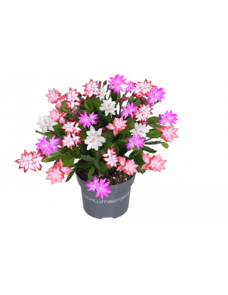Cactus di Natale Schlumbergera