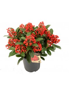 Skimmia japonica -Passion-