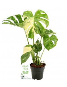 Monstera deliciosa variegata -Thai Constellation-