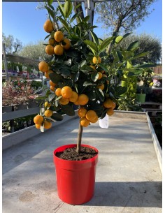 Pianta di Calamandino o mandarino nano | Citrus Mitis