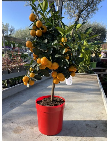 Pianta di Calamandino o mandarino nano | Citrus...
