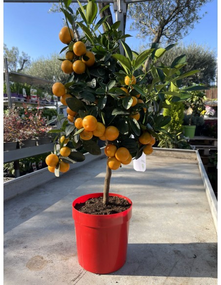 Pianta di Calamandino o mandarino nano | Citrus Mitis