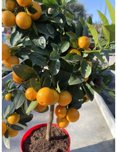 Pianta di Calamandino o mandarino nano | Citrus Mitis
