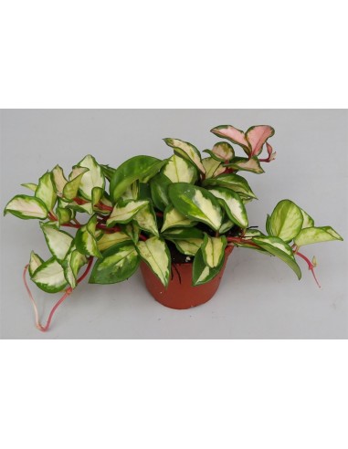 Hoya Carnosa | fiore di cera