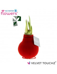 Amaryllis Bulbo Magico Natalizio