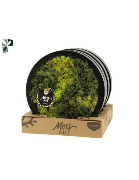 Quadro tondo muschio stabilizzato