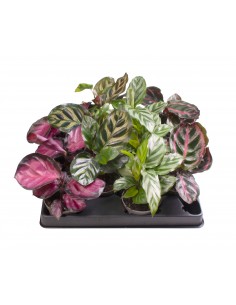 Baby calathee
