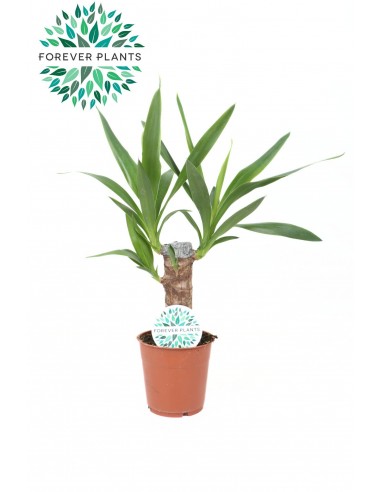 Baby Yucca Elephantipes | tronco della felicità