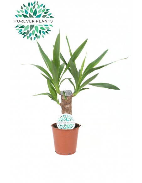 Baby Yucca Elephantipes | tronco della felicità