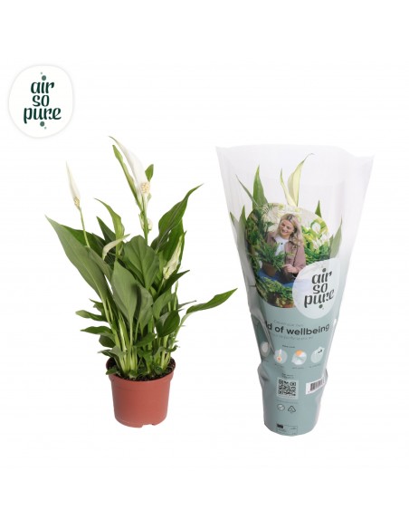 Spathyphyllum Pearl Cupido | giglio della pace
