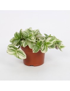 Tradescantia Albiflora