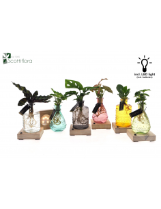 Piantina idroponica vaso colorato base led