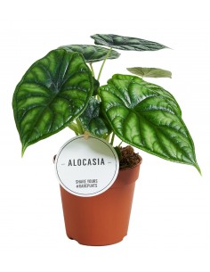 Alocasia Baginda Dragon Scale Baby