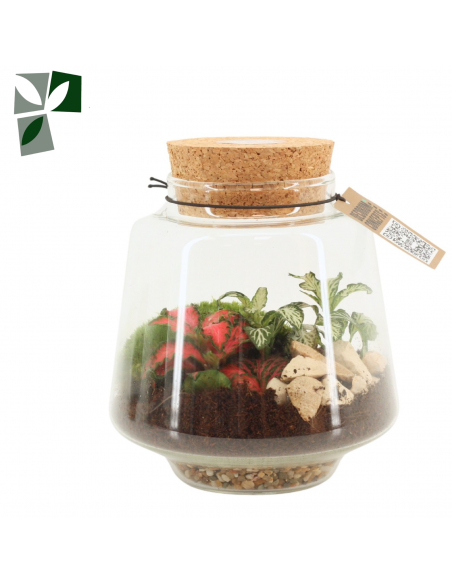 Terrarium gomes
