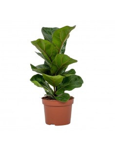 Baby Ficus Lyrata