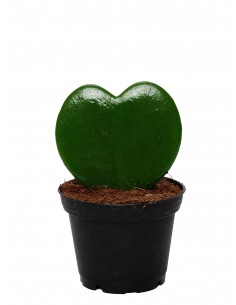 Baby Hoya Kerrii